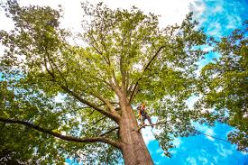 Best Emergency Tree Removal  in Washington Park, FL