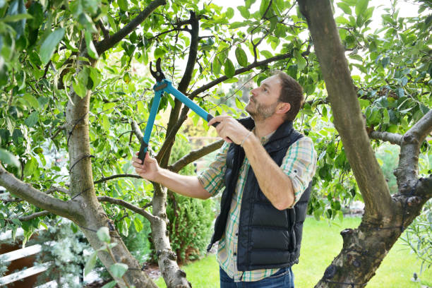 Best Hedge Trimming  in Washington Park, FL